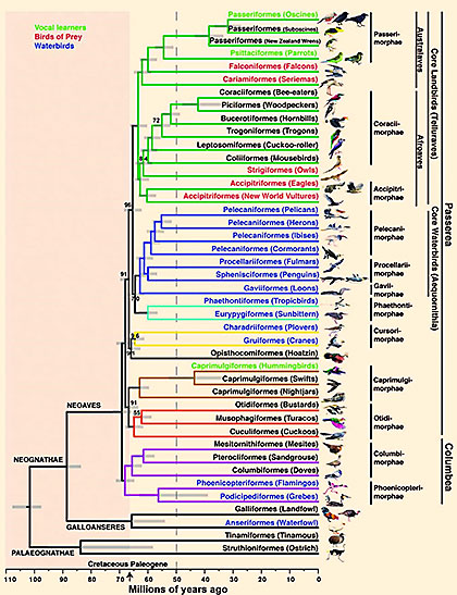 SDSC’s Gordon supercomputer coupled with newly developed Exascale Maximum Likelihood (ExaML) code played a major role in creating the most reliable tree of life for birds to date. The new avian family tree clarifies how modern birds emerged following the mass extinction of the dinosaurs some 66 million years ago. Image: Erich D. Jarvis, HHMI. This image appeared in Science, 12 Dec 2014, vol. 346, issue 6214, p. 1322 (http://pgl.soe.ucsc.edu/jarvis14.pdf).