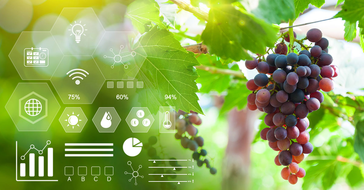 Vineyard grapes with data overlay