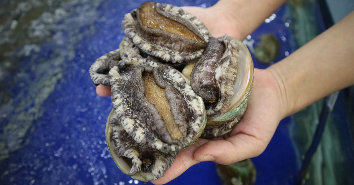 A pair of cupped hands holding a cluster of fresh, bumpy-shelled abalone over a blurry blue background.