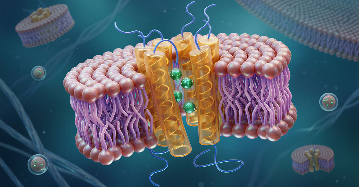 3D illustration of a transmembrane protein channel embedded in a purple lipid bilayer membrane, with glowing green molecules passing through.